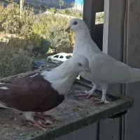 کبوتر پرشی|پرنده|پردیس, فاز ۱۱|دیوار