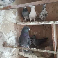 کفتر پرشی یجایی