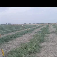 اجاره ۲۵ هکتار زمین برای کشت گندم،کلزا در فاریاب