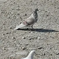 کفتر یا کبوتر|پرنده|بروجرد, |دیوار