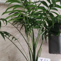 گل بامبو .یوکا .گلدان شیشه ای|گل و گیاه طبیعی|ورامین, ورامین|دیوار