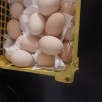 تخم مرغ تازه محلی درشت وارگانیک