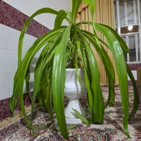 گل ذرتی|گل و گیاه طبیعی|مرودشت, استادیوم‎|دیوار