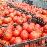 کارگر گلخانه هستم وارد