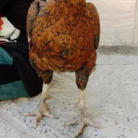 خروس لاری|حیوانات مزرعه|خاوه, |دیوار