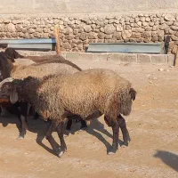 فروش میش هترو و شال ژن دار