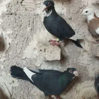 کله پلنگ کاکل سبزکرمانی زرد لایی سرخ و زرد دمسفید