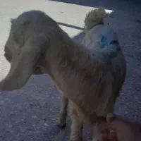 کره نر