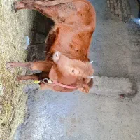 گاو گوشتی|حیوانات مزرعه|آق قلا, |دیوار