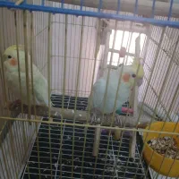 یک جفت عروس هلندی|پرنده|کرج, اسلامآباد|دیوار