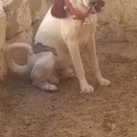 سگ نگهبان ودهن پاک