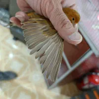 قناری شتر ماده|پرنده|مرودشت, بهارستان|دیوار