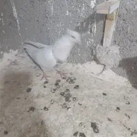 کبوتر شهرستانی|پرنده|بومهن, |دیوار