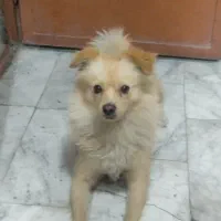 سگ پامر اشپیتز|سگ|بهارستان, |دیوار