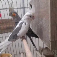 عروس هلندی مولد