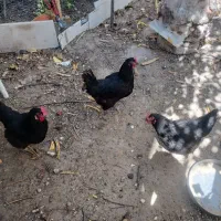 مرغ تخم گذار سیاه|حیوانات مزرعه|مشهد, دانشجو|دیوار