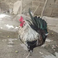 خروس