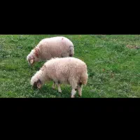 بره ها پرواری