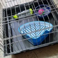 قفس خرگوش با لوازم قفس همستر قفس خوکچه هندی|لوازم جانبی حیوانات|شهریار, شهریار|دیوار