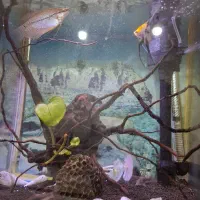 آکواریوم|ماهی|صدرا-فارس, فاز ۱|دیوار