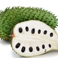 نهال فندق ماکادمیا پالم نشا آووکادو موز اواکادو|گل و گیاه طبیعی|تنکابن, |دیوار