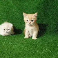 کوشولو ها|گربه|قزوین, |دیوار