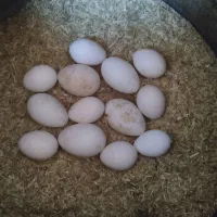 تخم بوقلمون نطفه دار
