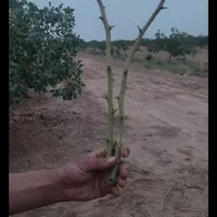 پیوند تخصصی پسته|خدمات باغبانی و درختکاری|مشهد, کوی المهدی|دیوار