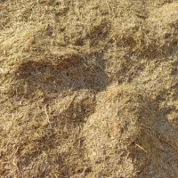 کاه|حیوانات مزرعه|اندیمشک, |دیوار