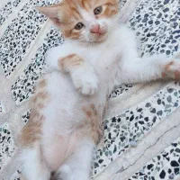 بچه گربه
