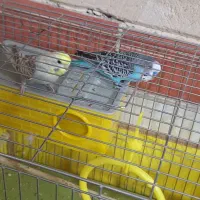مرغ عشق همراه با قفسه