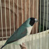 فنچ گلدین ماده|پرنده|تهران, مینای شمالی (مخبر)|دیوار
