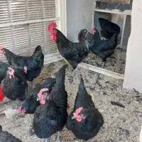 تخم مرغ استرالوپ