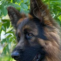 توله ژرمن شولاین