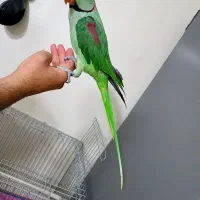 شاه طوطی نر اسکندر زیبا فول دستی