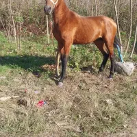 اسب نریان دوساله