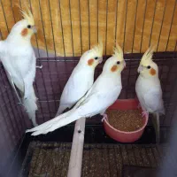 عروس هلندی دونخور