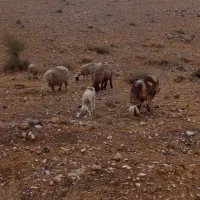 میش بره دار و آبستن قوچ (گوسفند)|حیوانات مزرعه|کازرون, |دیوار