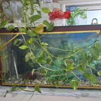 اکواریوم بزرگ|ماهی|مشهد, حسینآباد|دیوار