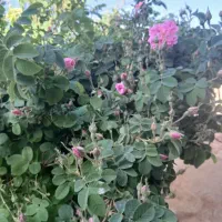گل محمدی تازه