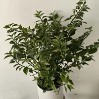 زیبا وشاداب|گل مصنوعی|سقز, |دیوار