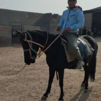 اسب با کره|اسب و تجهیزات اسبسواری|سلفچگان, |دیوار