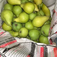 گلابی شاه میوه جاده چالوس(شهرستانک)