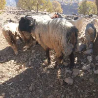 یک راس نرمیش|حیوانات مزرعه|بازفت, |دیوار