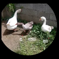 قو غاز لیندا|حیوانات مزرعه|صومعه‌سرا, |دیوار