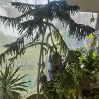 کاج مطبق|گل و گیاه طبیعی|نیشابور, سرآب کوشک|دیوار