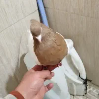 کبوتر کفتر کله ای