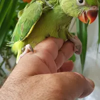 جوجه طوطی ملنگو سرلاکی پرورش خانگی