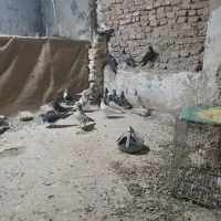 کفتر بوم غریبه