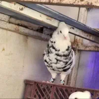 5عدد طوقی|پرنده|تربت‌حیدریه, حاجی یار‎|دیوار